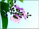 درختچه توری ملکه